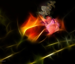 Róże, Fractalius