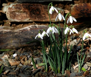 Kwiaty, Przebiśniegi, Wiosenne