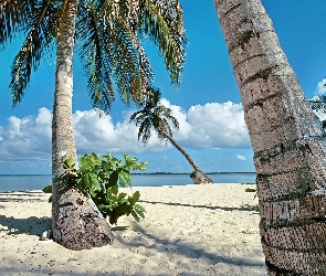 Tropik, Palmy, Ocean, Plaża