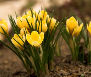 Żółte, Wiosna, Krokusy
