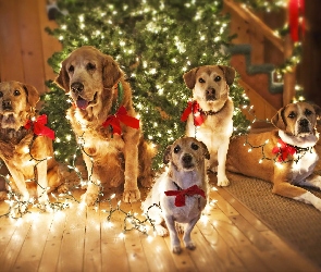 Pieski, Święta, Oświetlenie, Choinka