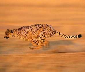 Polowanie, Gepard