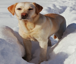 Pies, Labrador