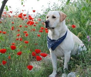 Labrador Retriever, Maki