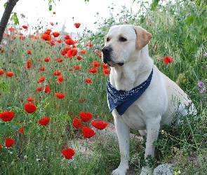 Maki, Labrador Retriever