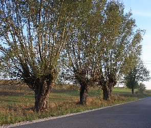 Wierzby, Przydrożne