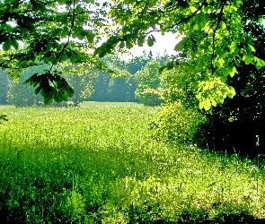 Łąka, Drzewa