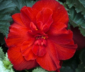 Piękna, Begonia, Czerwona