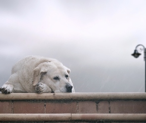 Deszcz, Labrador, Pies, Smutny, Schody