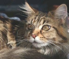 Maine coon, Kotek, Leżący, Szary