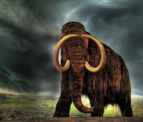 Duże, Kły, Mamut