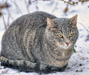 Zima, Śnieg, Kot