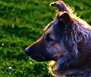 Suczka