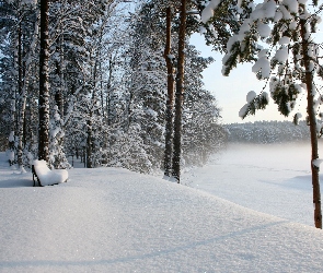 Las, Śnieg, Ławeczka