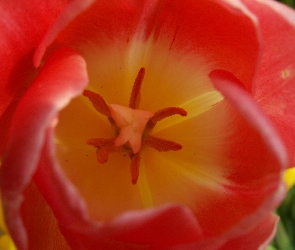 Tulipan