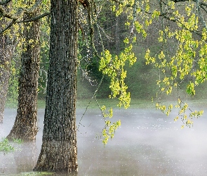 Drzewa, Mgła, Listki, Zielone