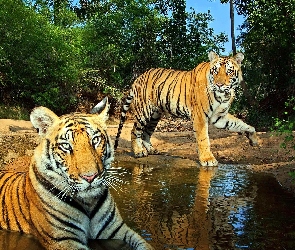 Woda, Tygrysy