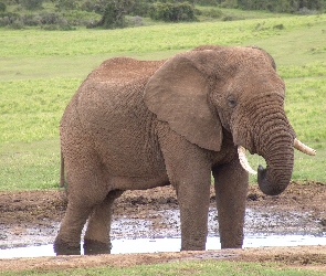Słoń, Trawa, Woda, Afrykański