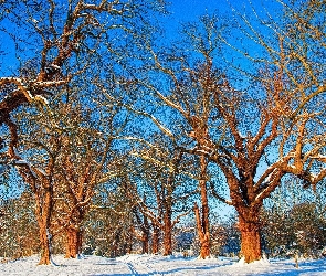 Zima, Niebo, Drzewa, Droga