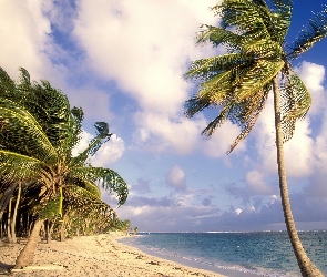 Punta Cana, Palmy, Piasek, Ocean, Dominikana