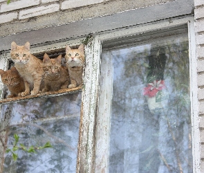 Okno, Stare, Cztery, Koty