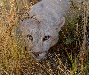Puma, Trawy, Przyczajona