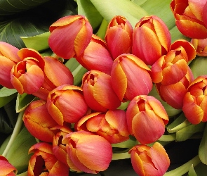 Tulipany, Liście
