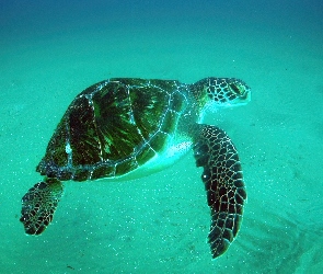 Żółw, Indonezja, Wodny