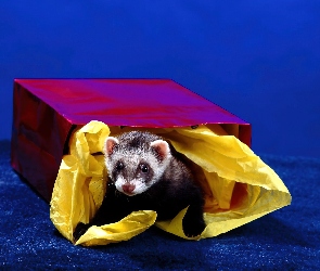 Kolorowy, Prezent, Fretka