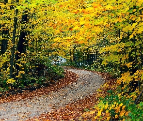 Liście, Żółte, Jesień, Droga