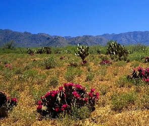 Kwitnące, Kaktusy, Pustynia