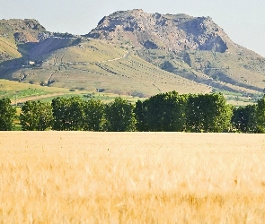 Drzewa, Zboże, Góry