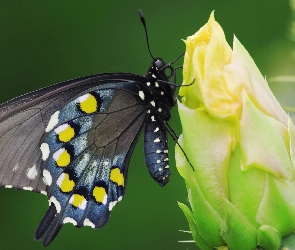 Kwiat, Kaktus, Czarny, Motyl