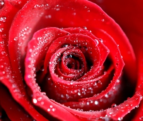 Róża, Rosa, Czerwona