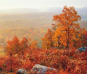 Kolorowe, Jesień, Kamienie, Drzewa, Lasy