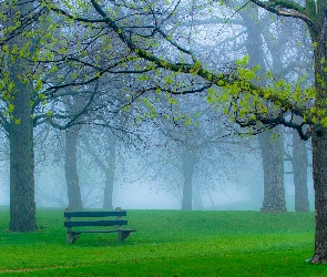Mgła, Ławka, Park, Drzewa