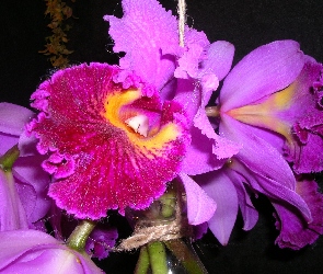 Orchidea, Fiolet