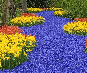 Dużo, Tulipany, Żonkile, Kwiatów, Las