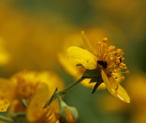 Żółte, Pręciki, Kwiaty