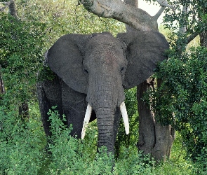 Słonie, Afryka, Sawanna