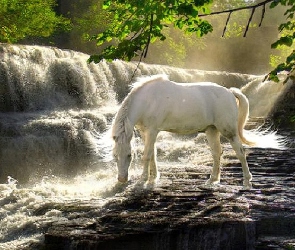 Koń, Pragnienie, Wodospad, Las, Biały
