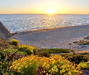 Morze, Słońca, Kwiaty, Wschód, Plaża