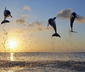 Delfiny, Słońca, Zachód, Morze, Trzy