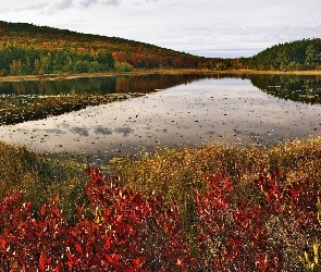 Lasy, Niebo, Jezioro