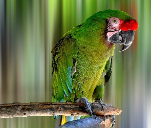 Papuga, Zielona, Ara