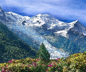 Lato, Kwiaty, Góry, Las