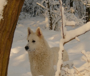 Biały Owczarek Szwajcarski, Zima, Las