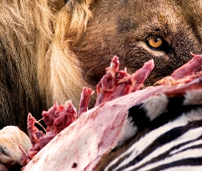 Lew, Oczy, Posiłek