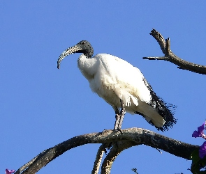 Ibis, Czczony