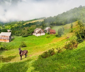 Koń, Mgła, Góry, Lasy, Łąka